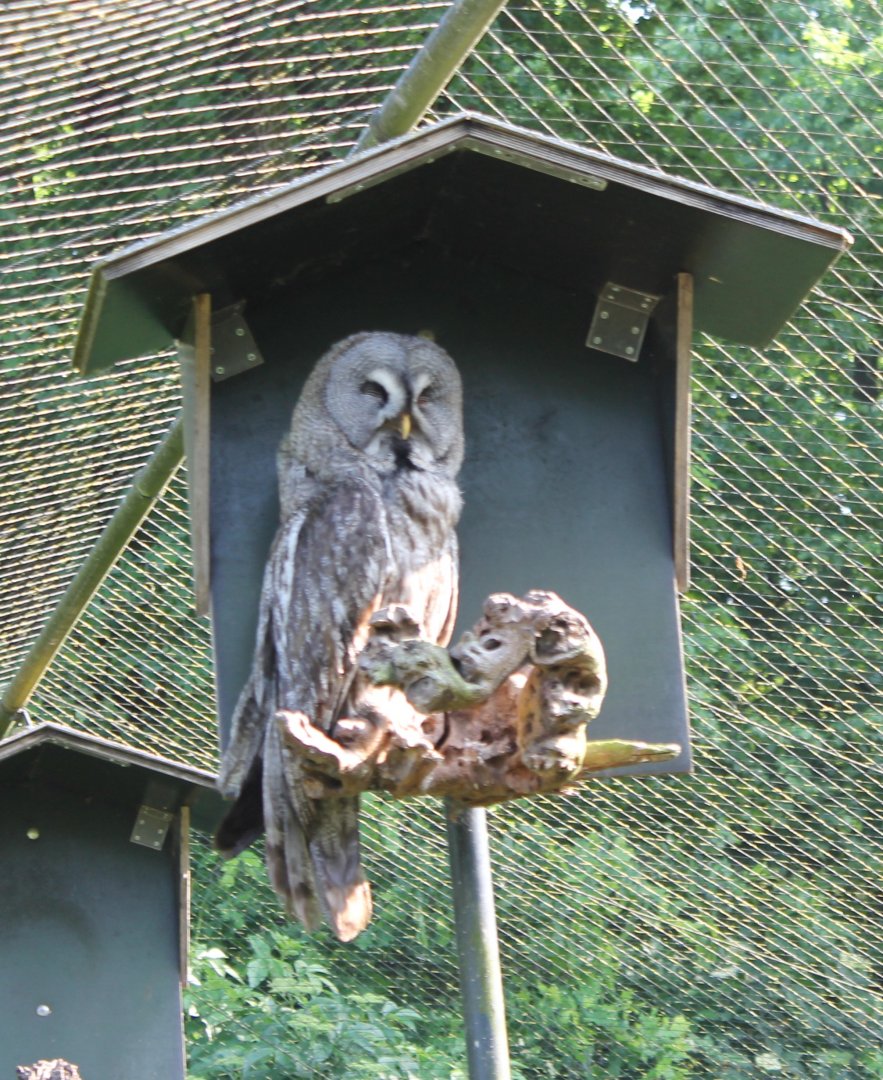 Great grey owl