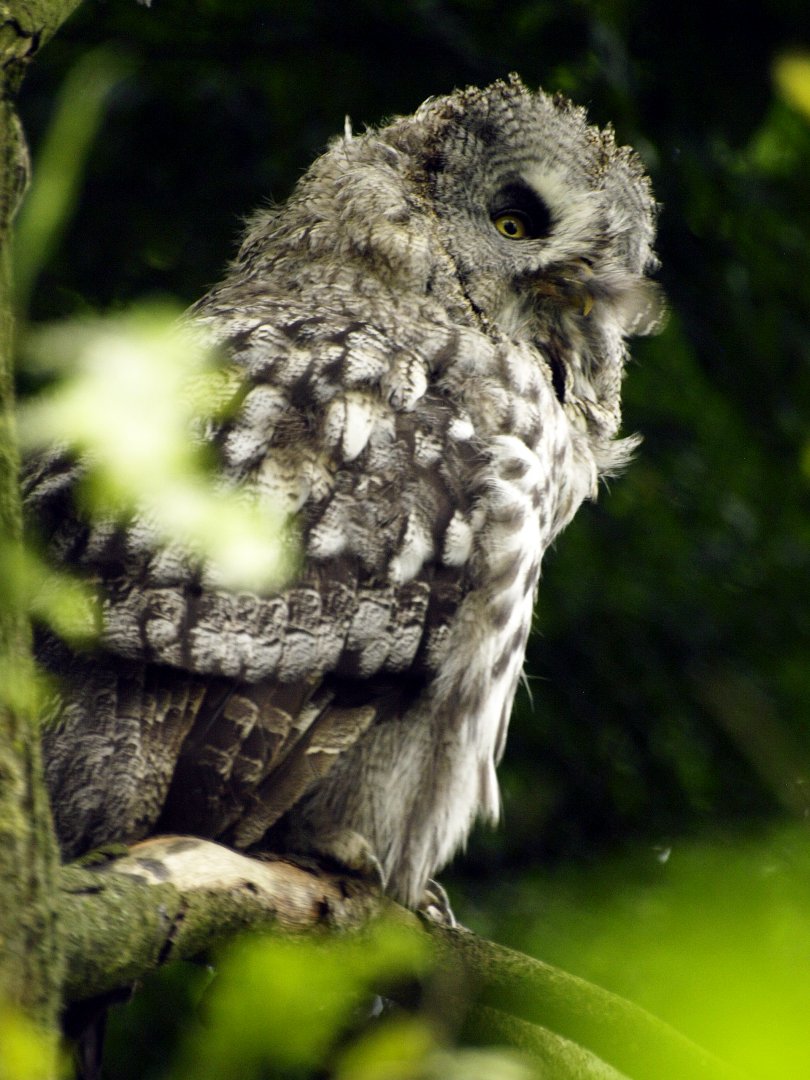 Great grey owl