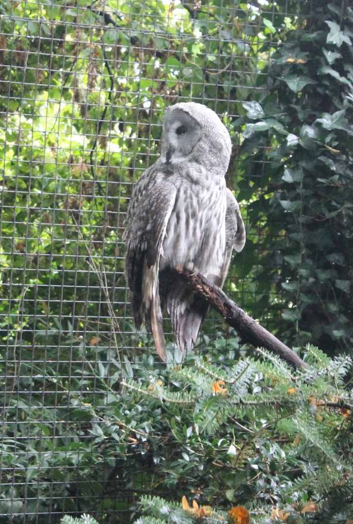 Great grey owl