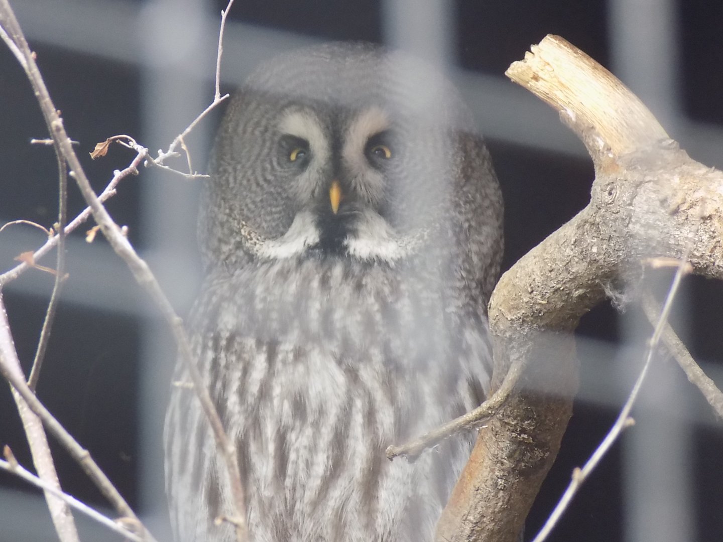 Great Grey Owl