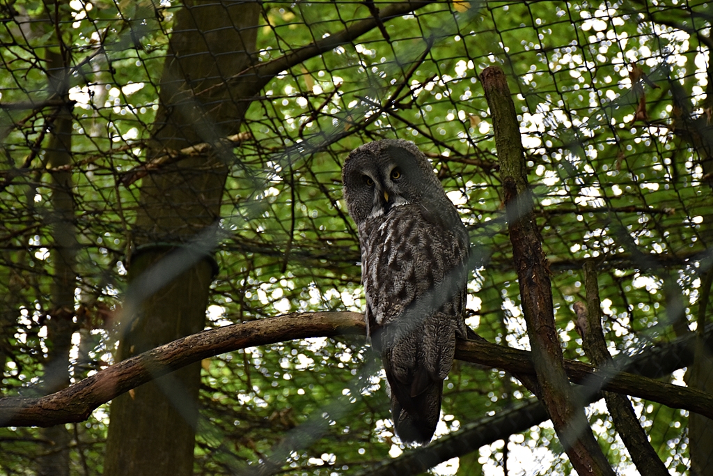 Great grey owl