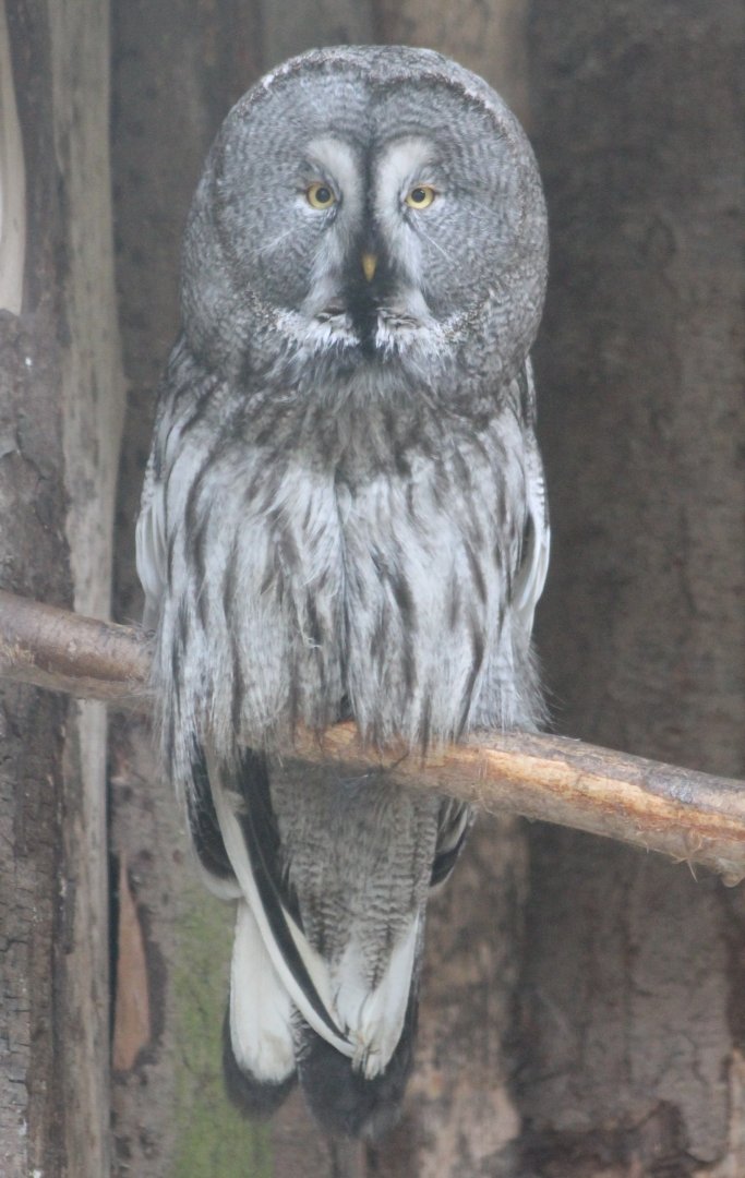 Great grey owl
