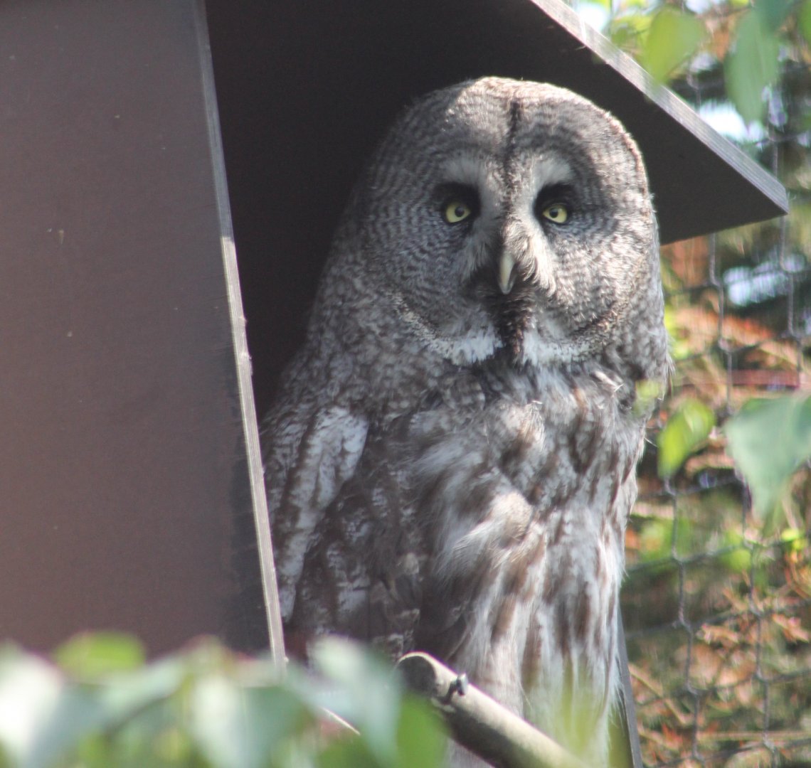 Great grey owl