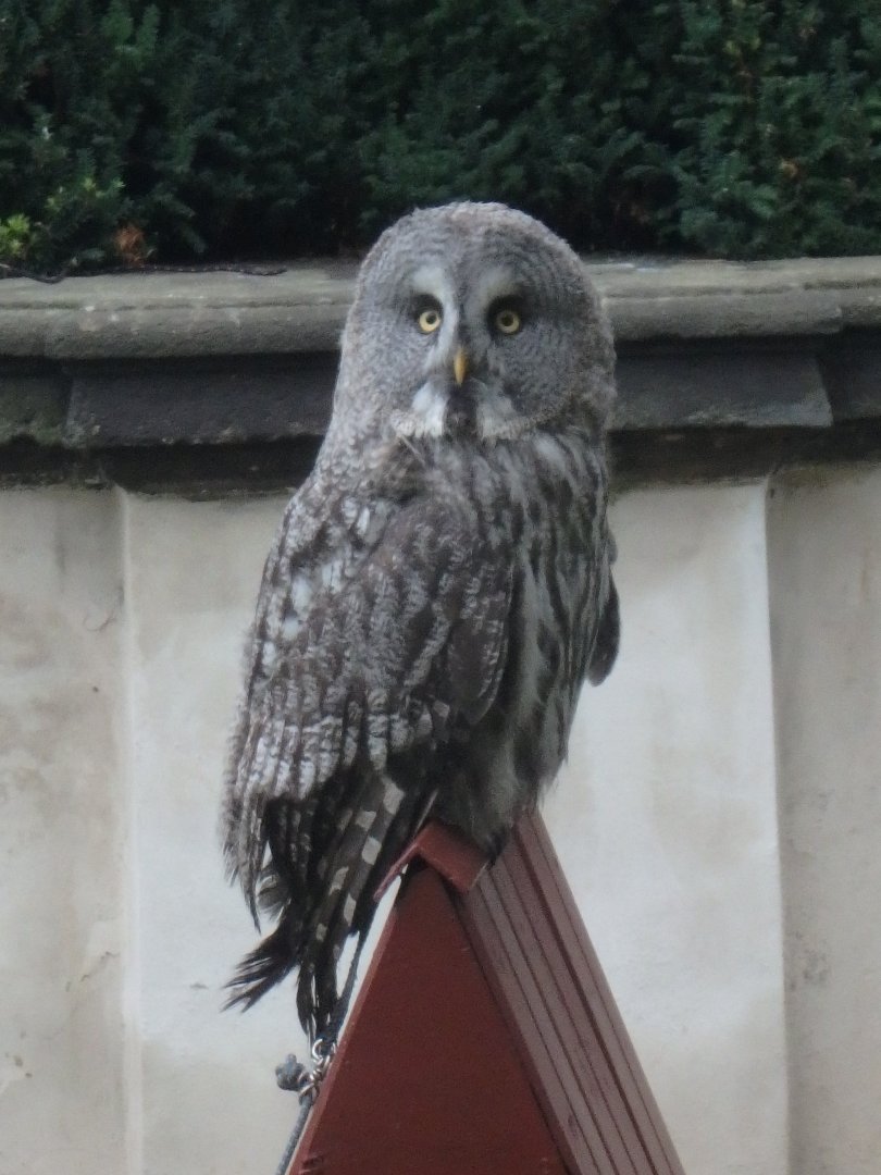 Great grey owl