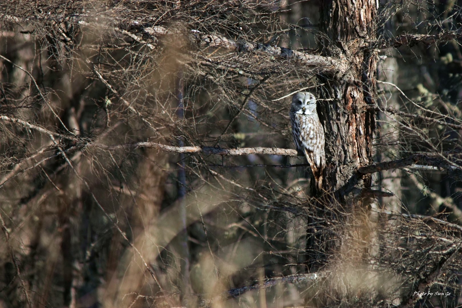 Great grey owl