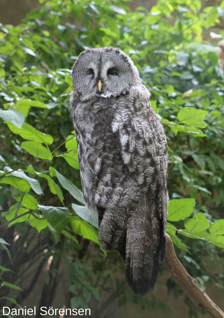 Great grey owl
