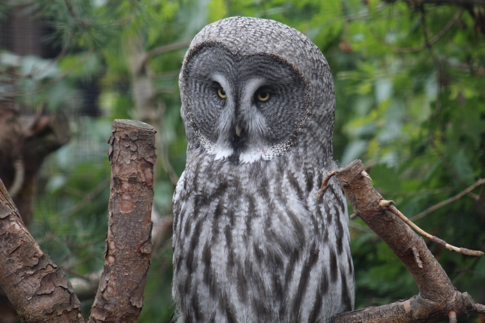 Great Grey Owl