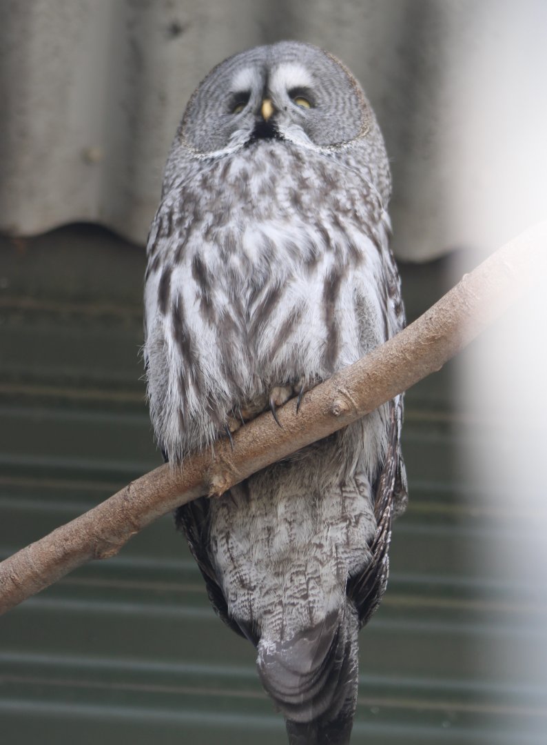 Great grey owl