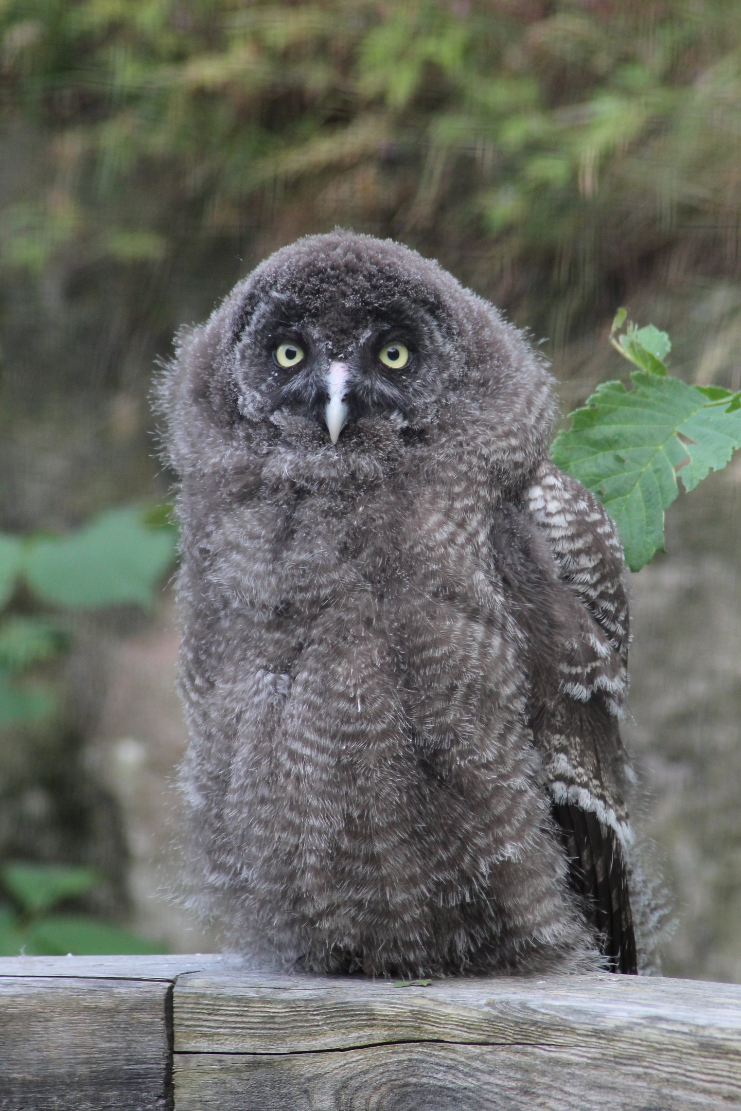 Great grey owl