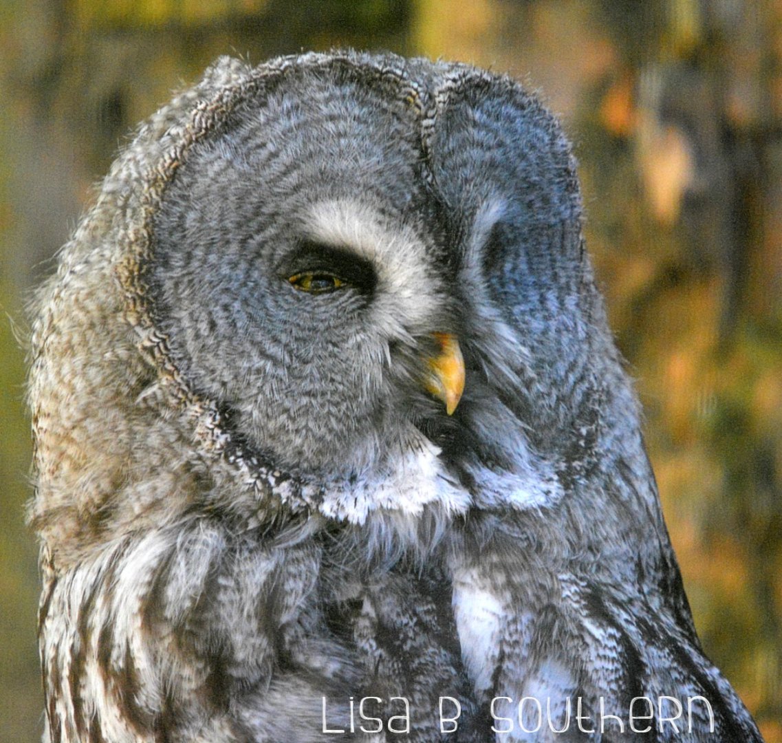 Great Grey Owl