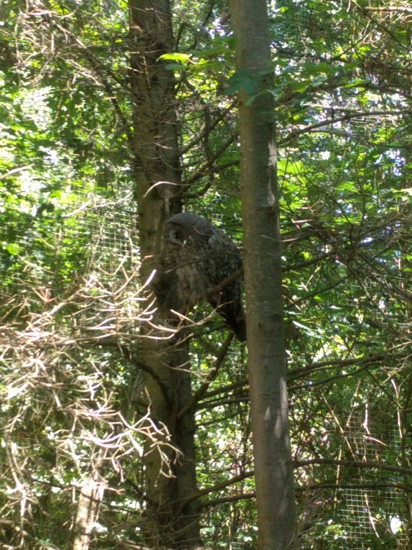 Great Grey owl