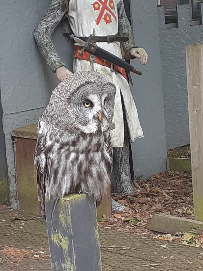 Great grey owl