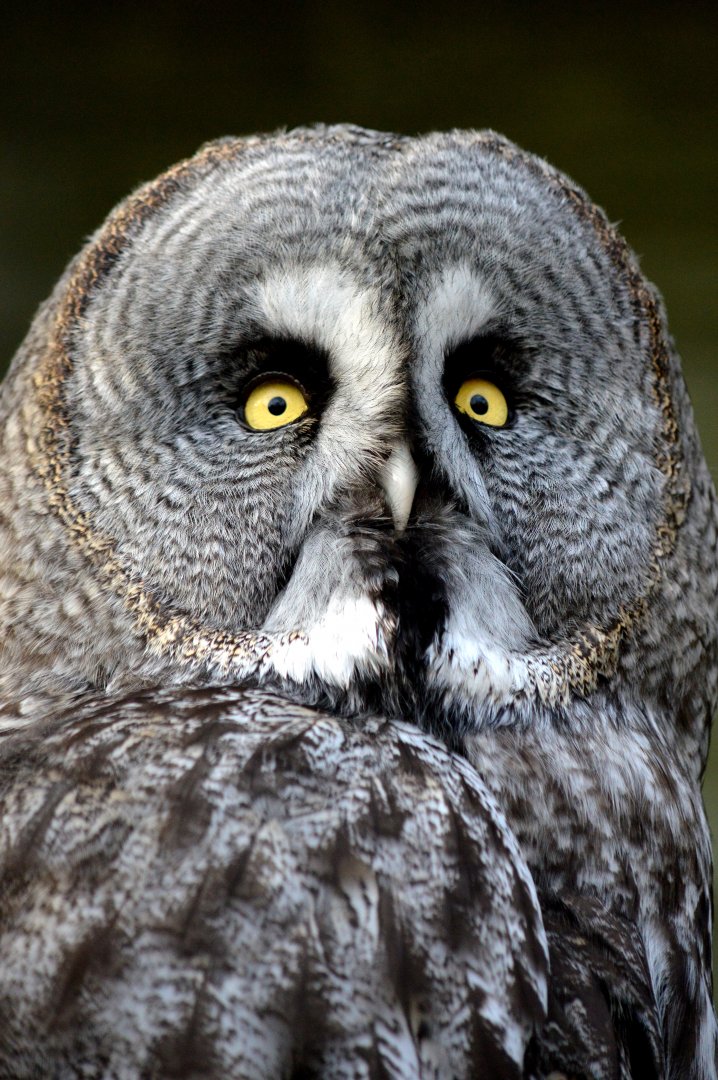 Great grey owl
