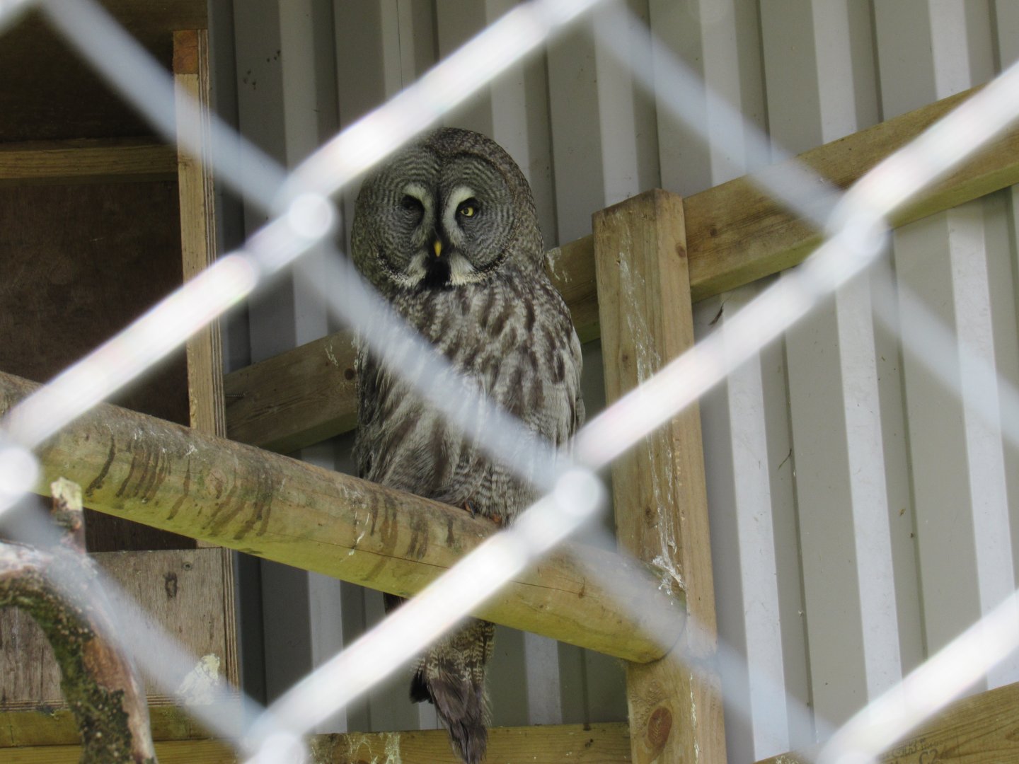Great Grey Owl