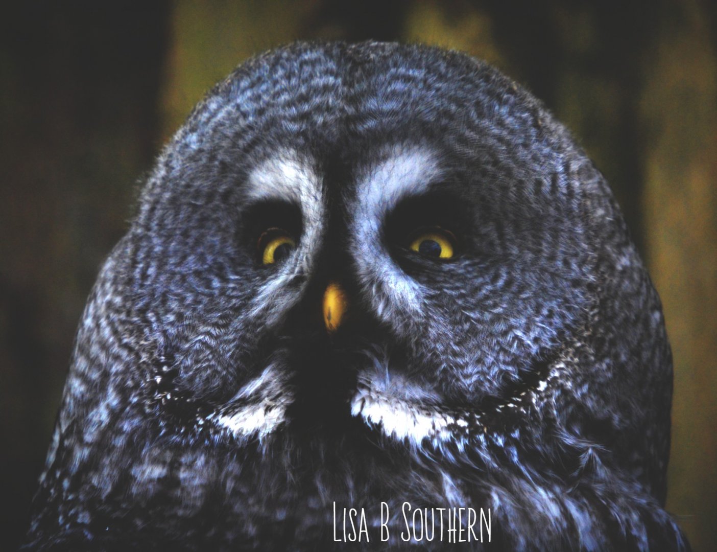 .:Great Grey Owl:.