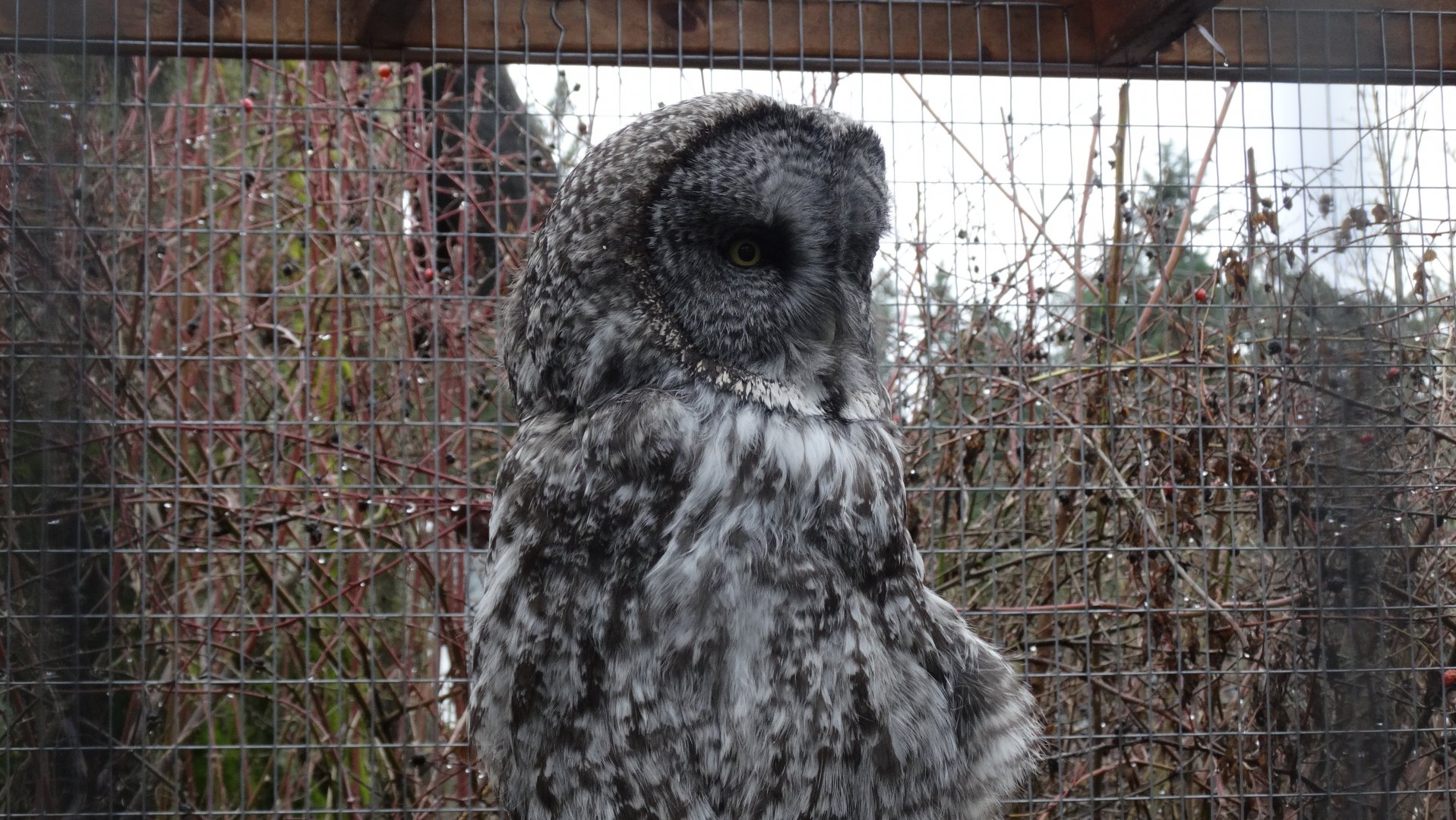 Great grey owl