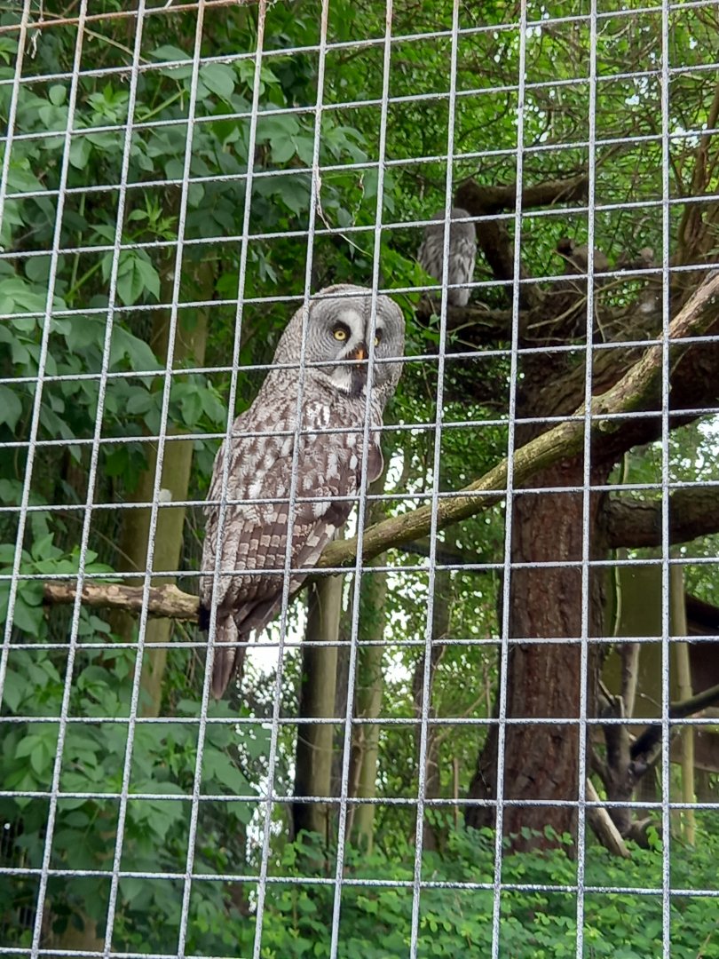 Great Grey Owl