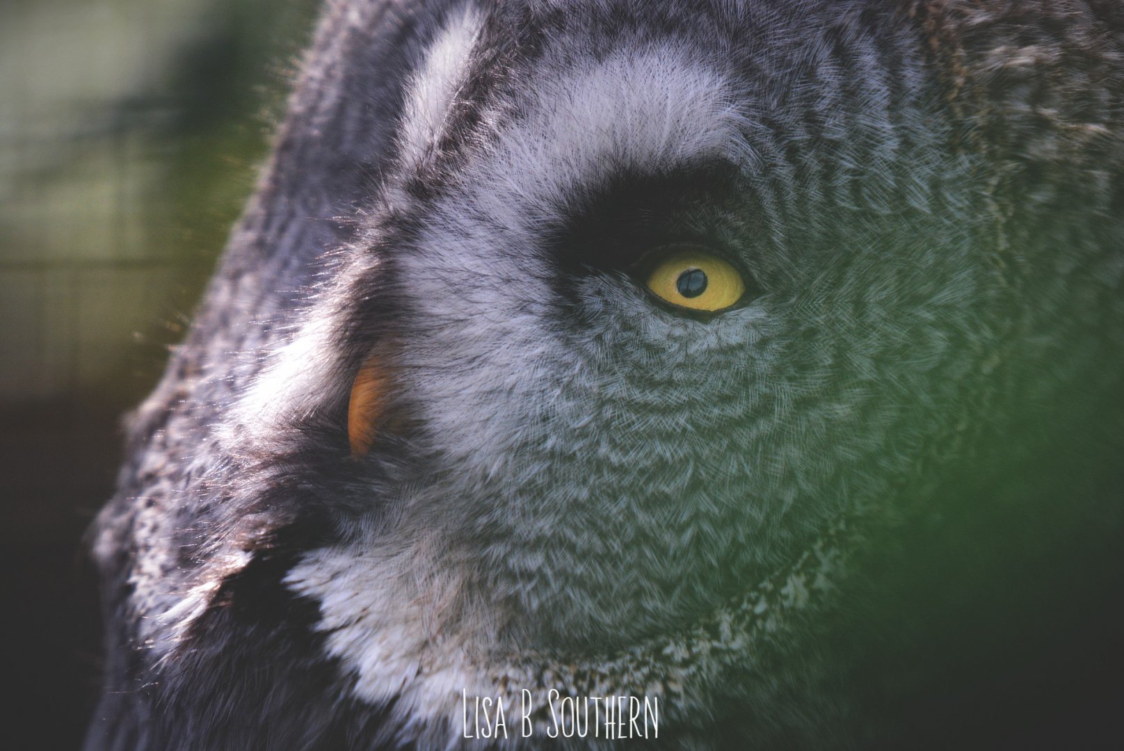 Great grey owl