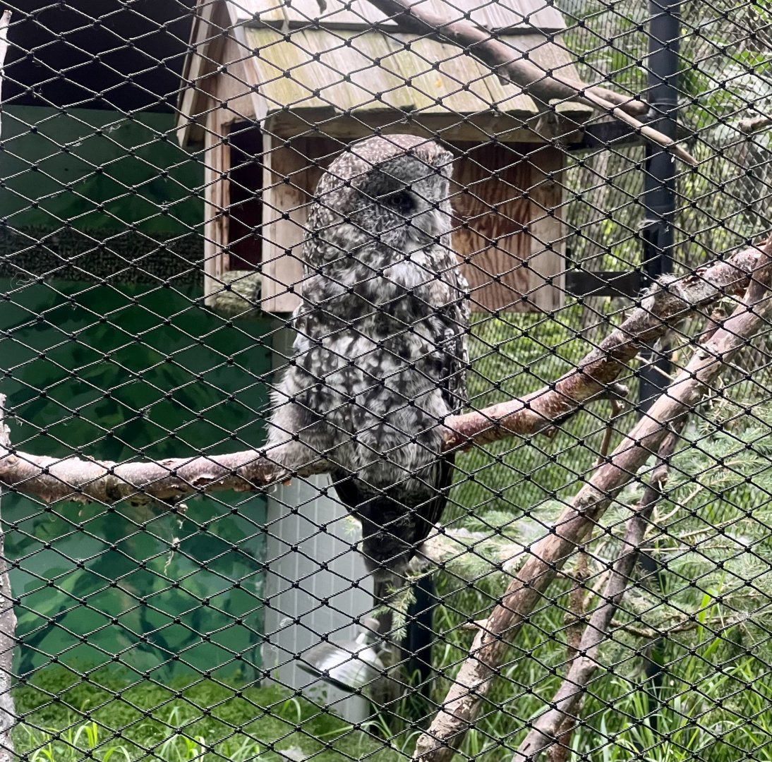 Great Grey Owl