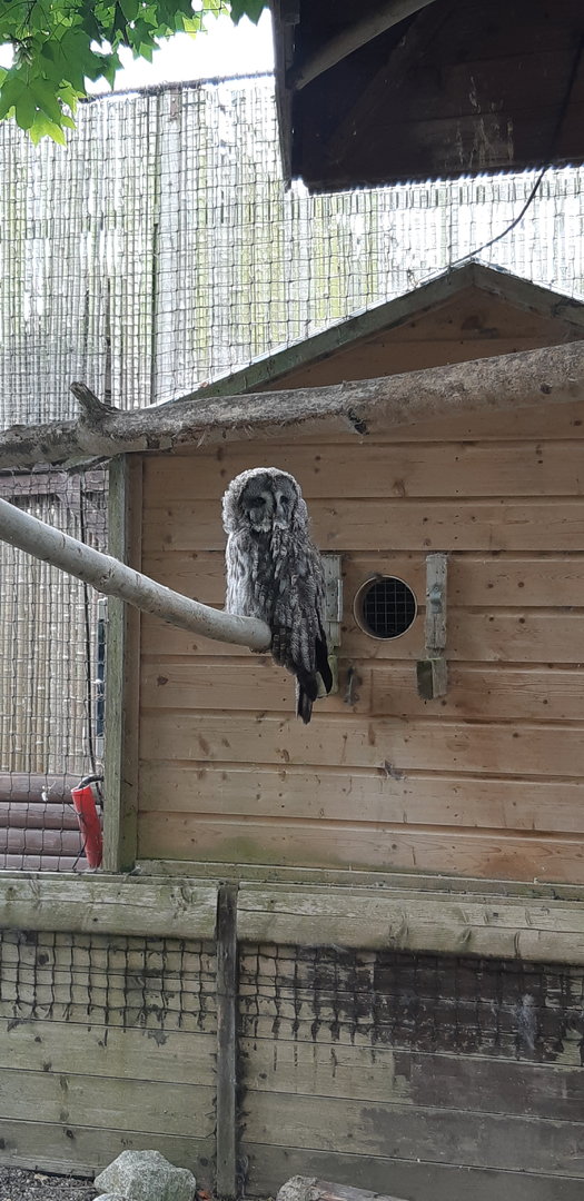 Great grey owl