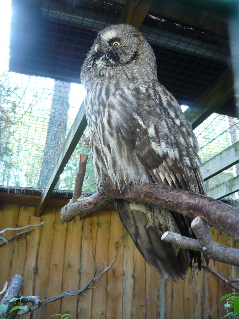 Great grey owl