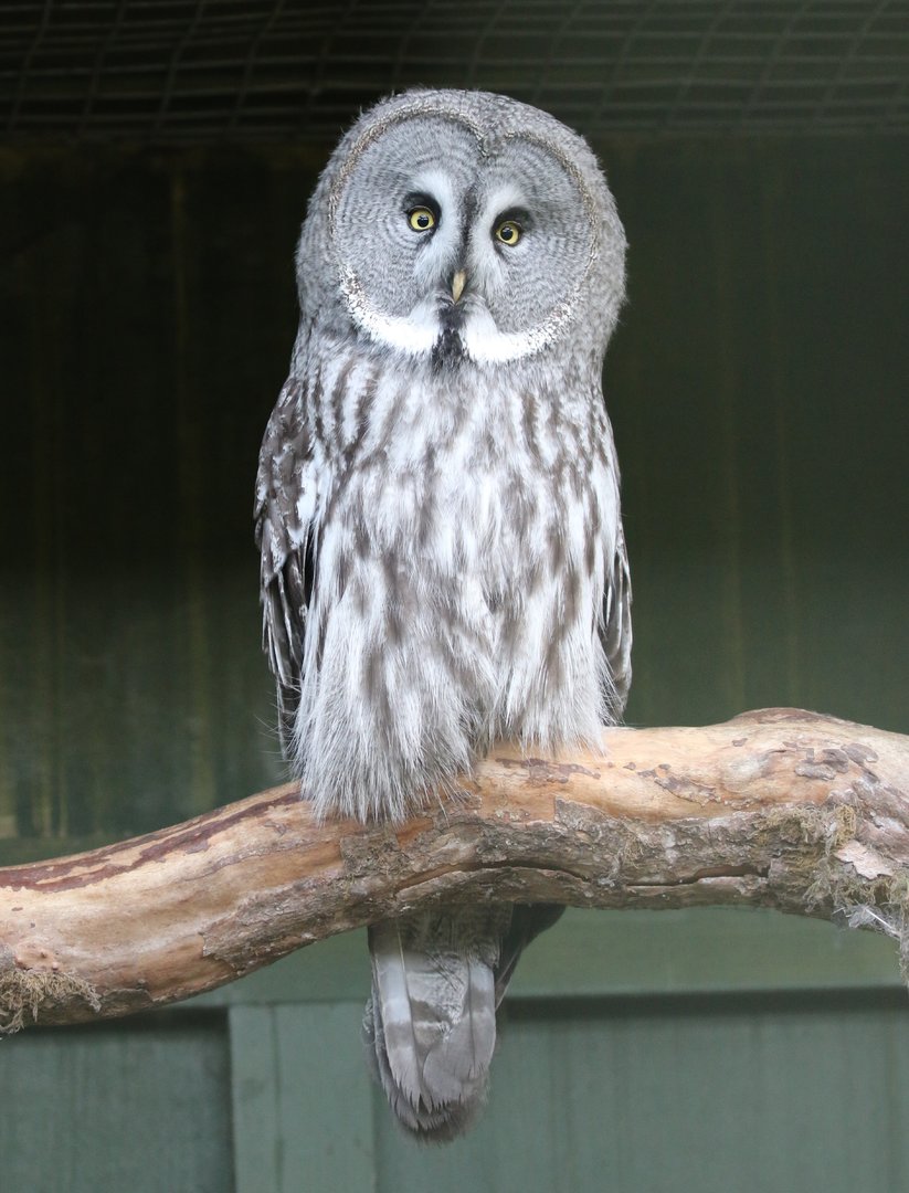 Great Grey Owl