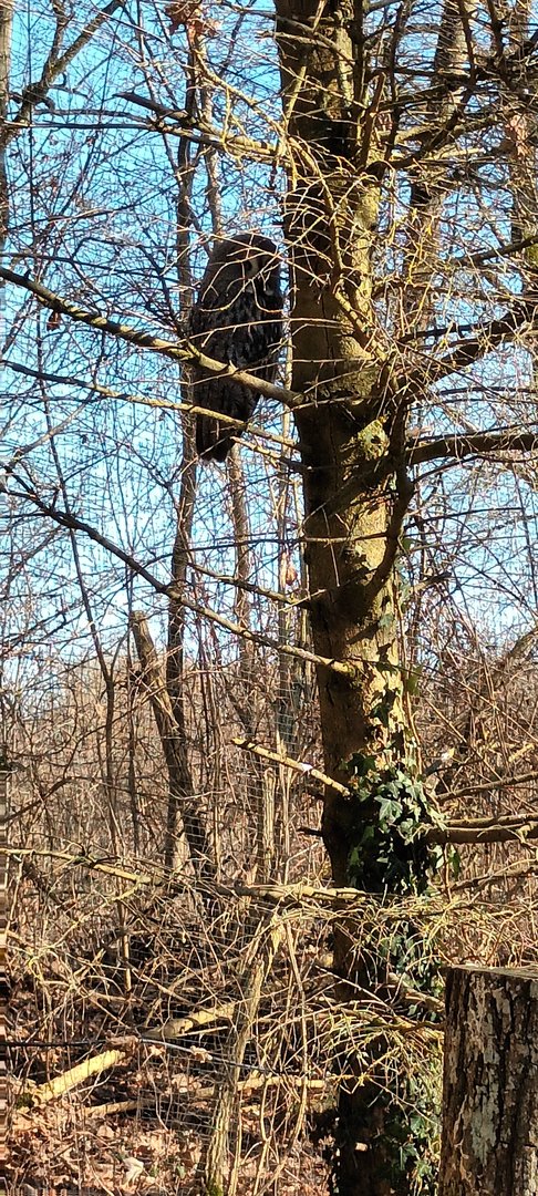 Great grey Owl