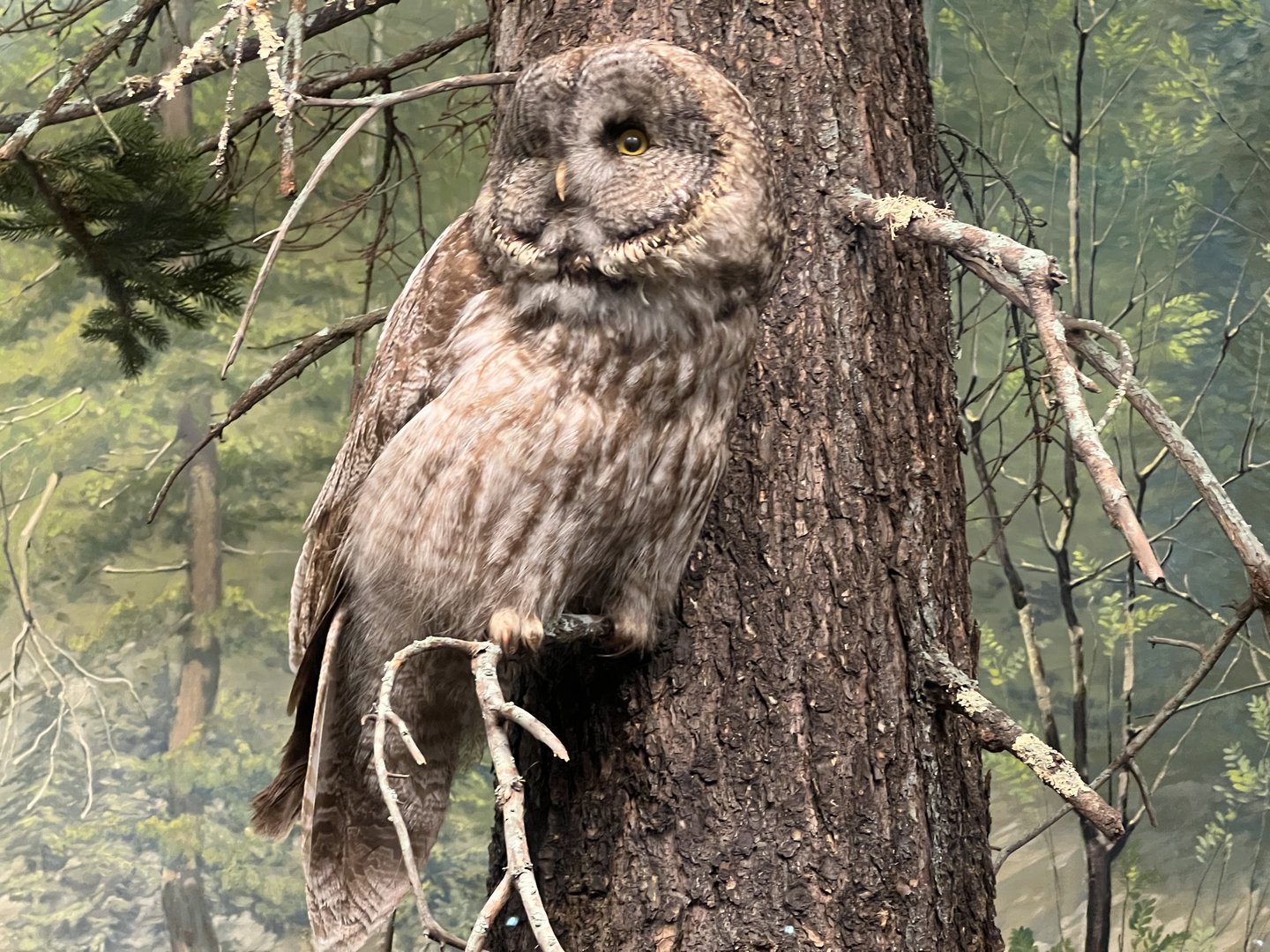 Great Grey Owl