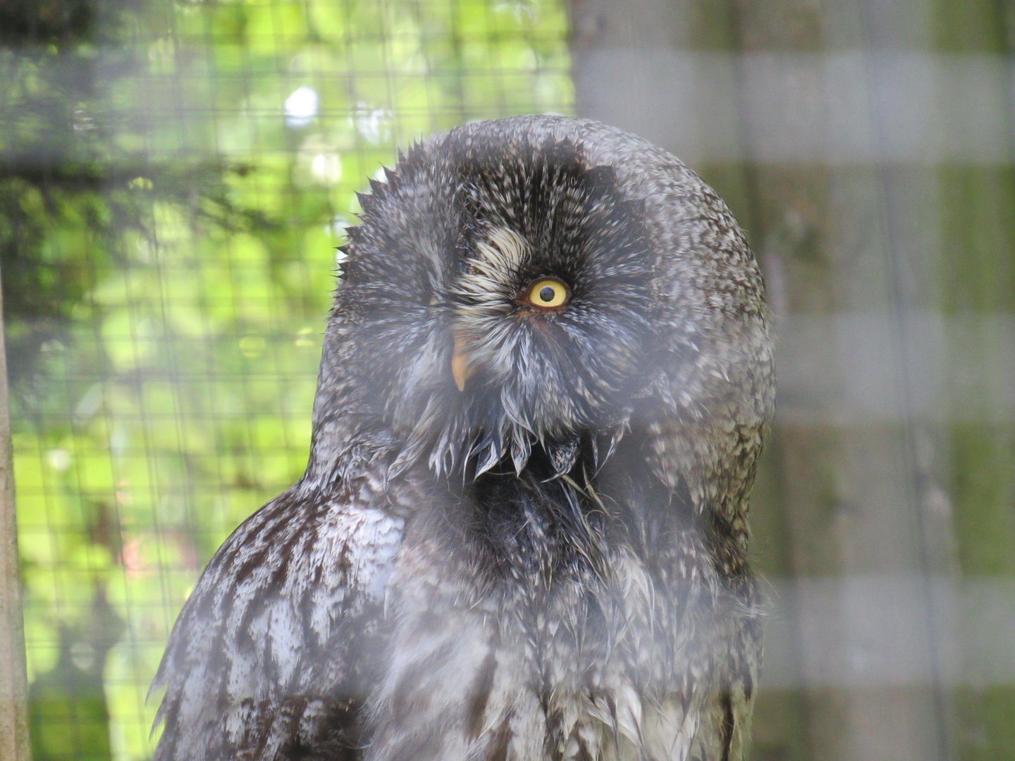 Great Grey Owl