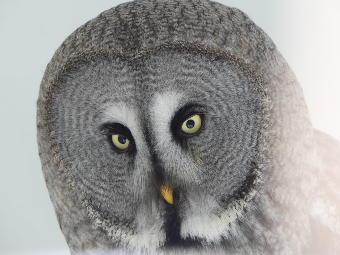 Great Grey Owl