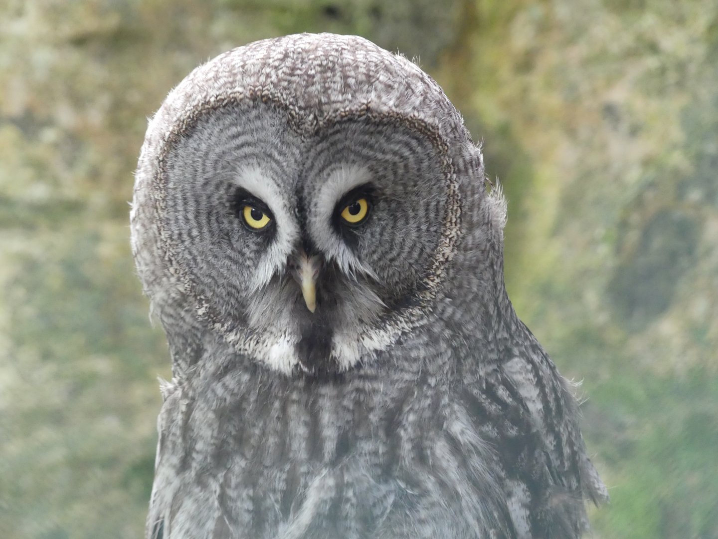 Great Grey Owl