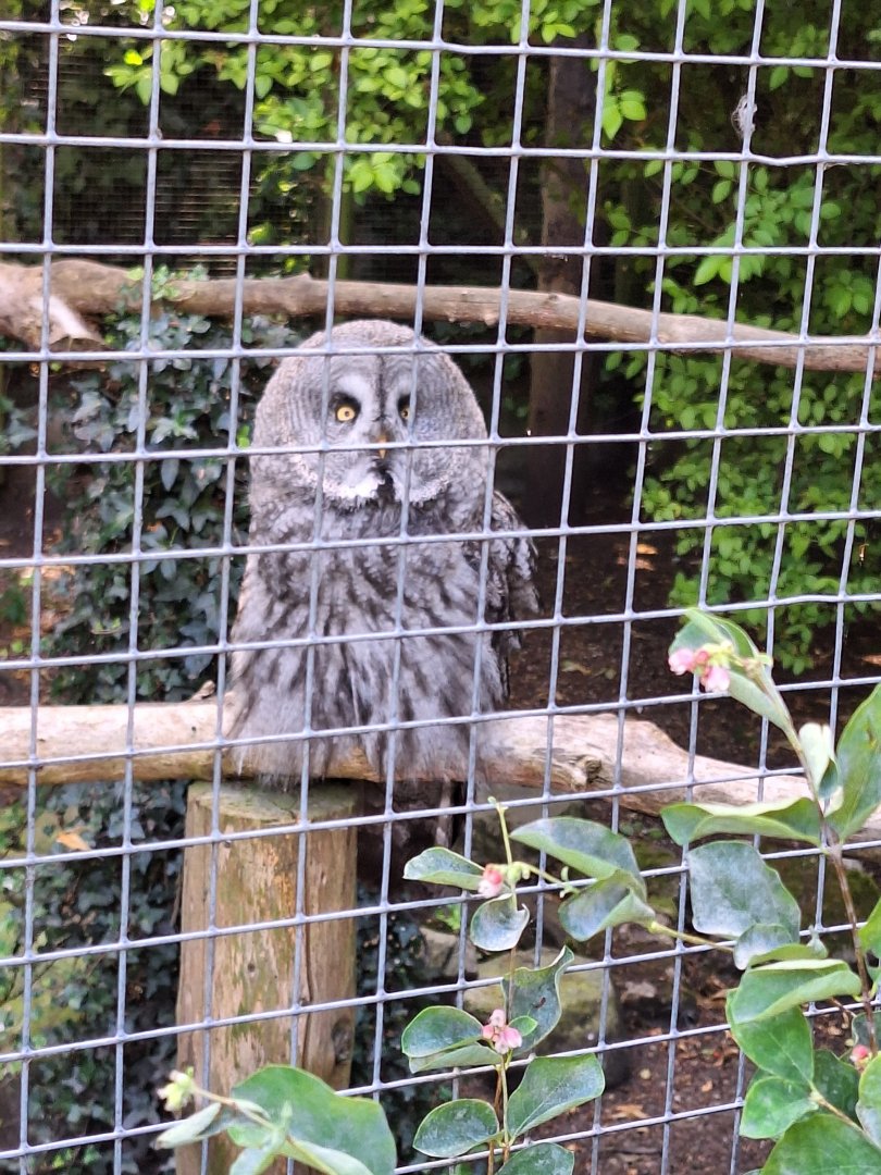 Great Grey Owl