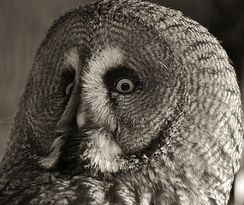 Great Grey Owl