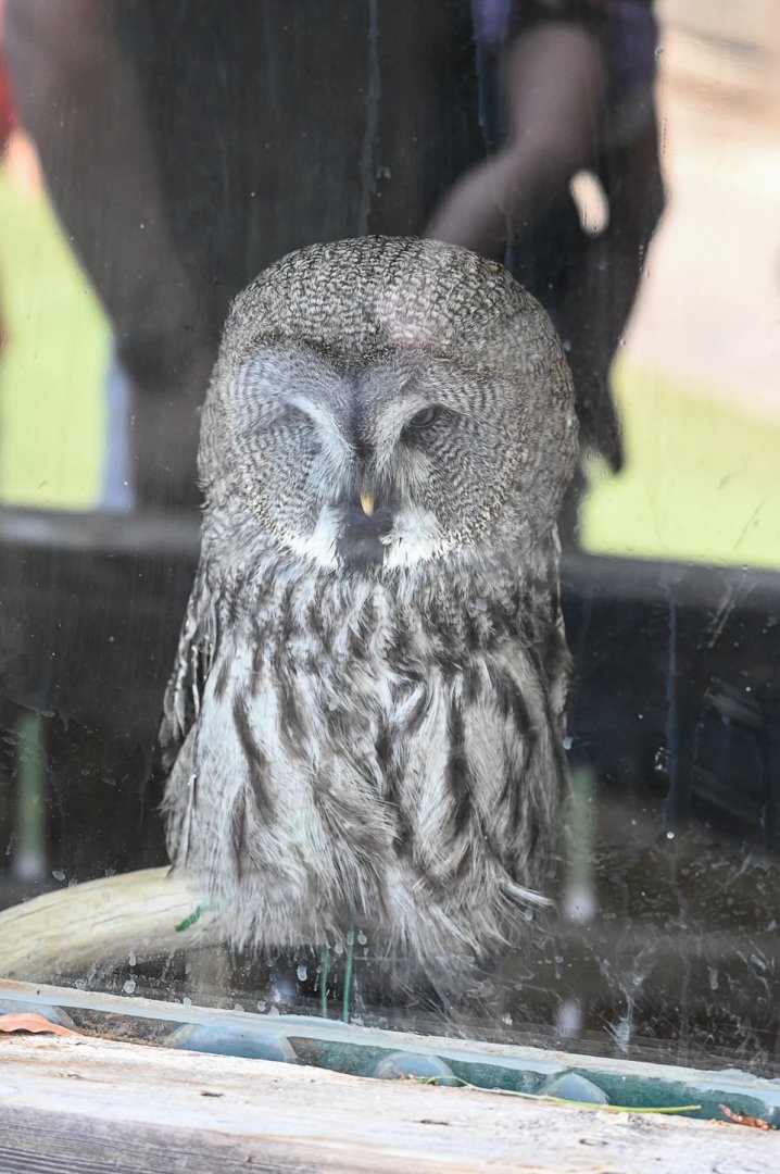 Great Grey Owl
