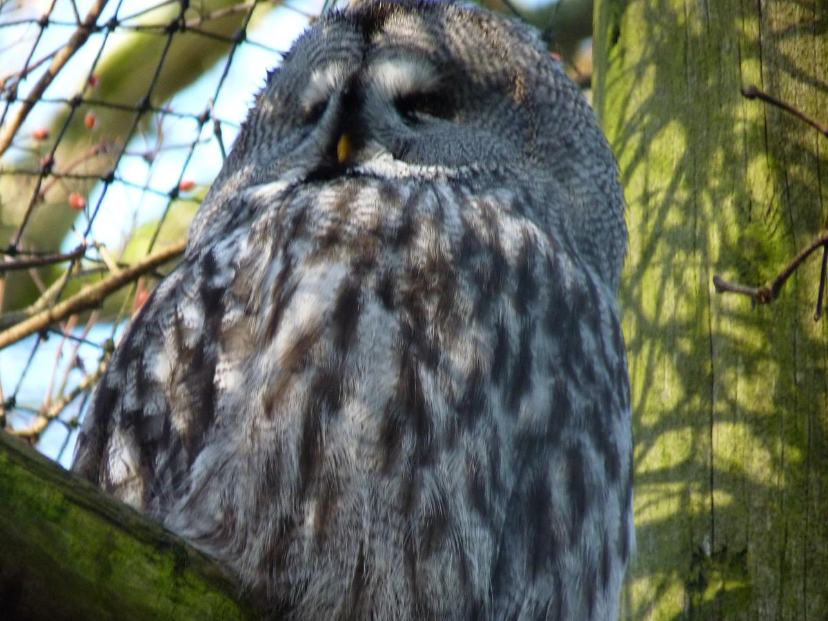 Great Grey Owl