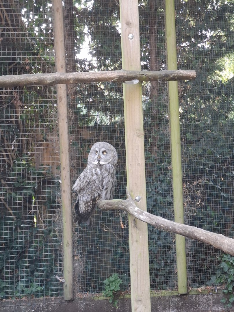 Great Grey Owl