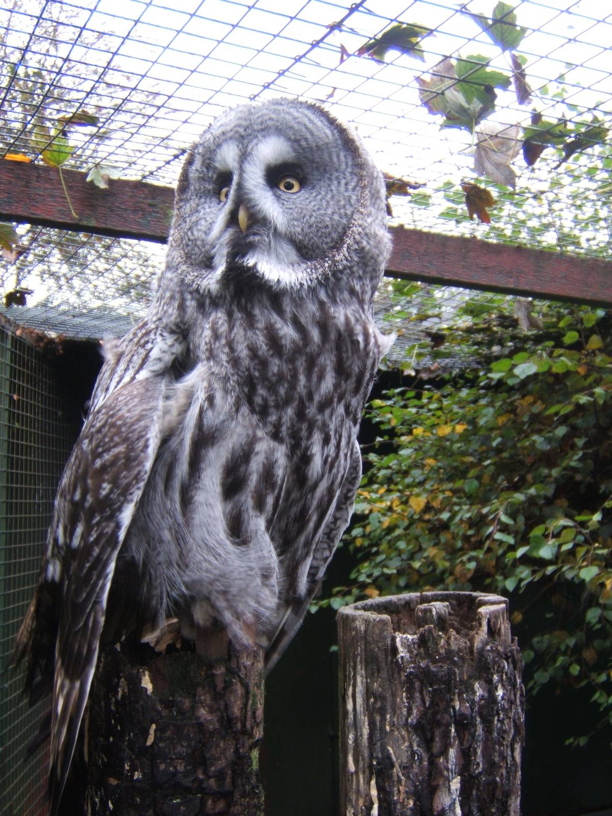 Great Grey Owl