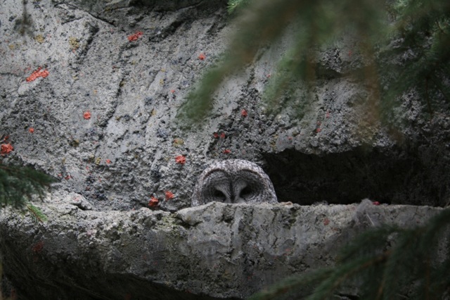 Great Grey Owl