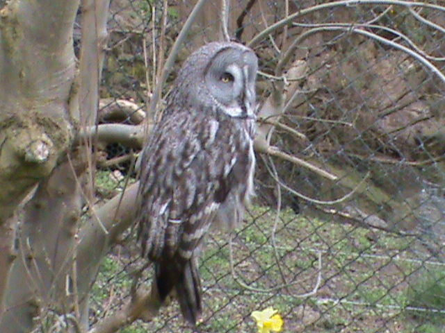 great grey owl1 04/10