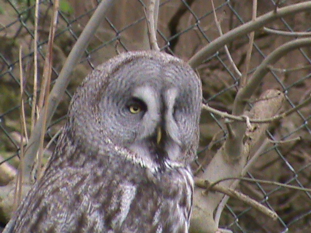 great grey owl2 04/10