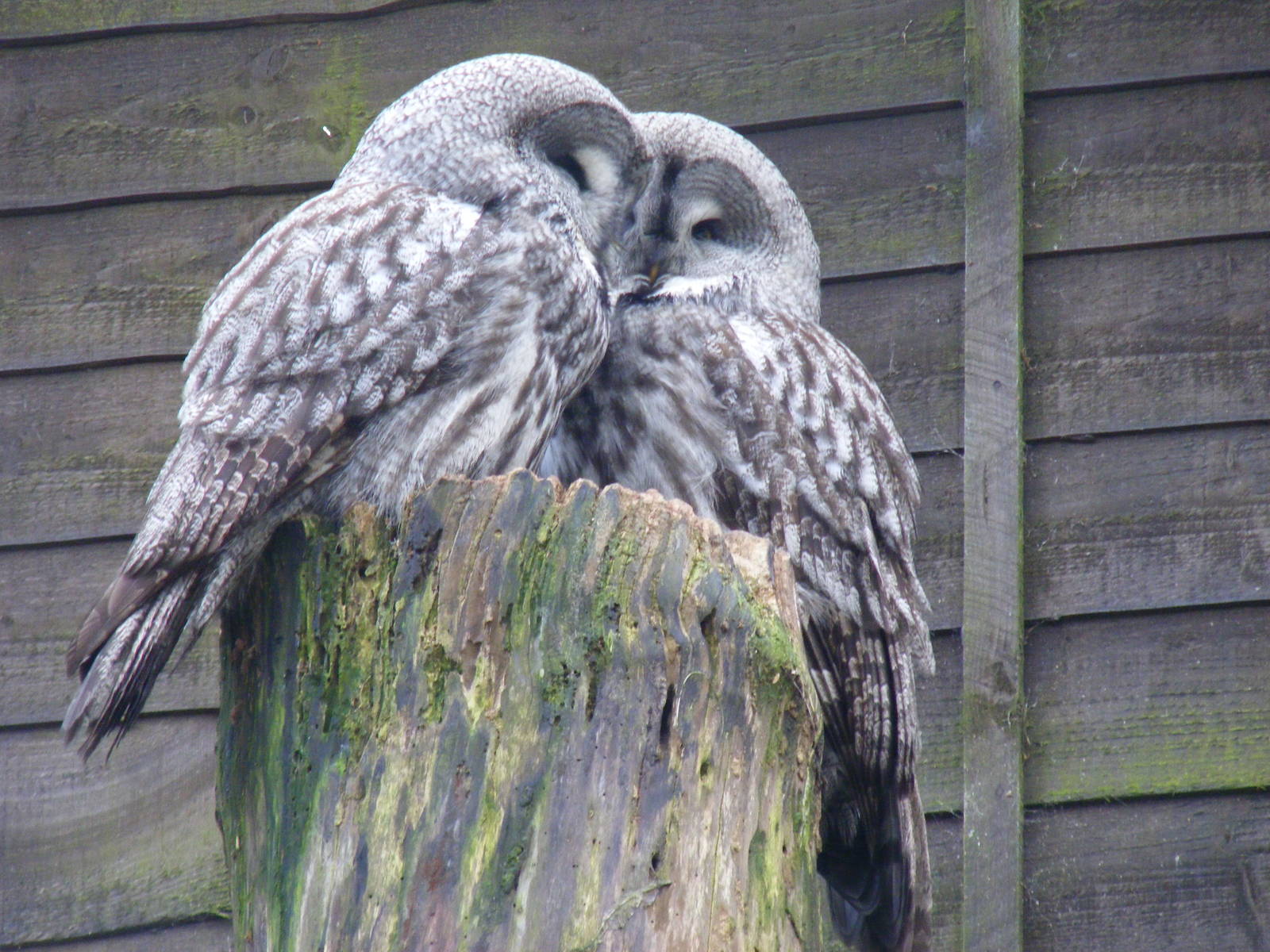 Great grey owls at Beale Park, 13th March 2010