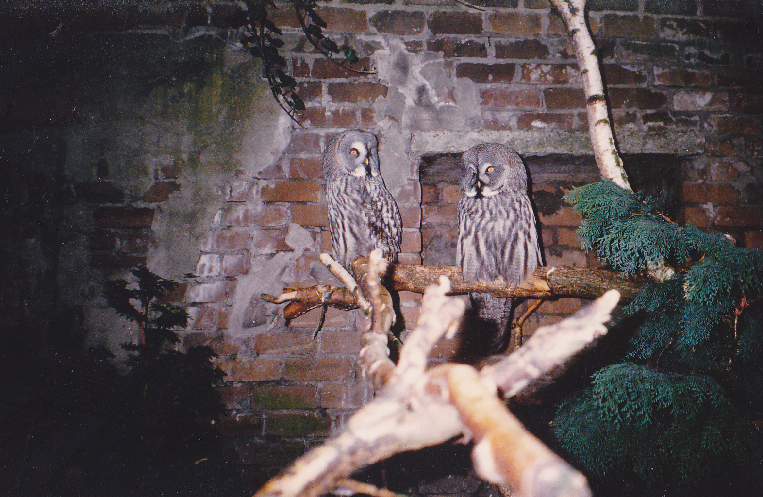 Great grey owls