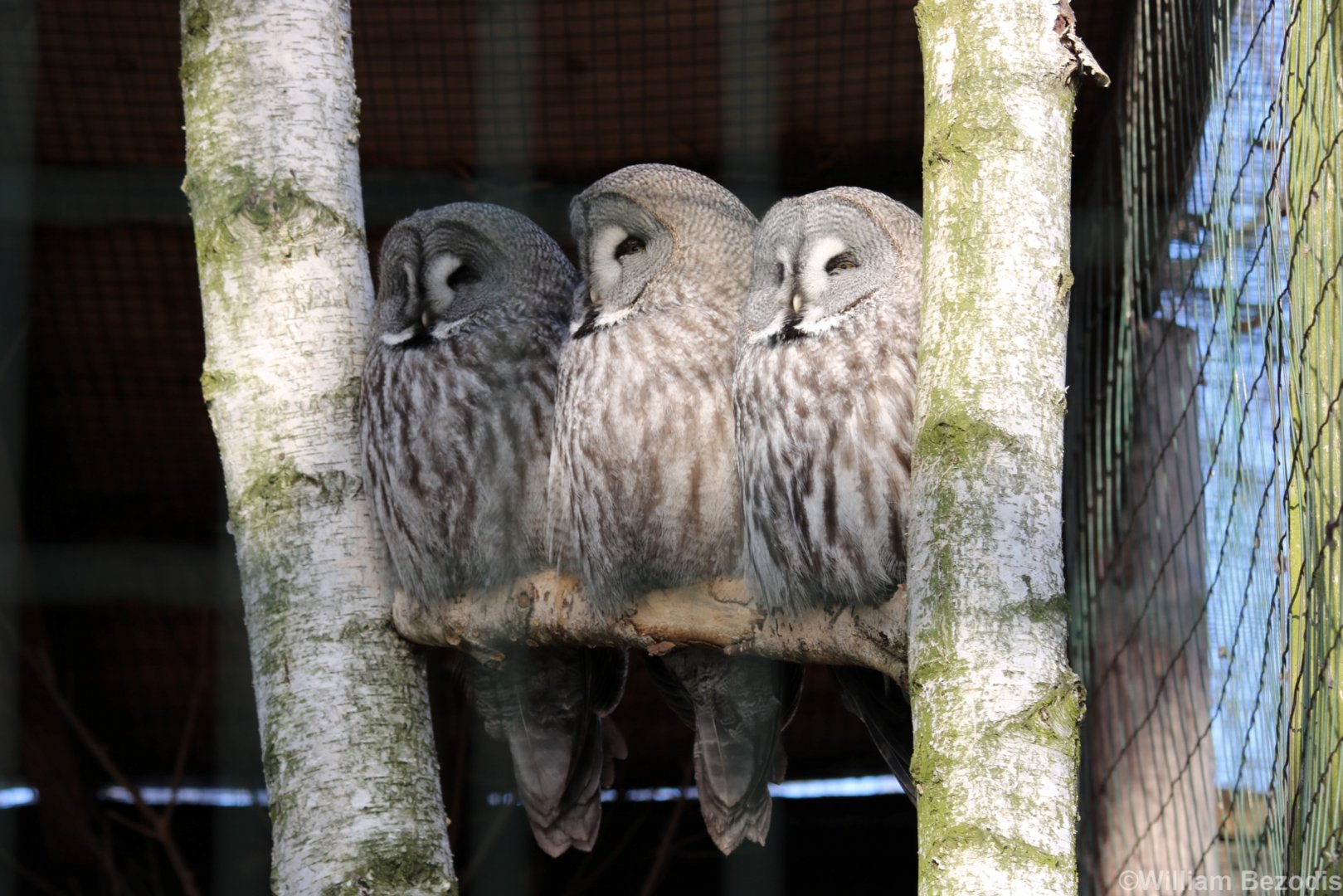 Great Grey Owls