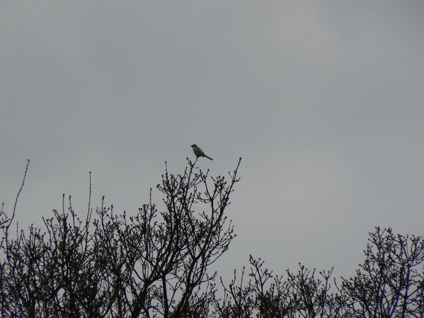 Great Grey Shrike - 1 April 2017, Acaster Airfield