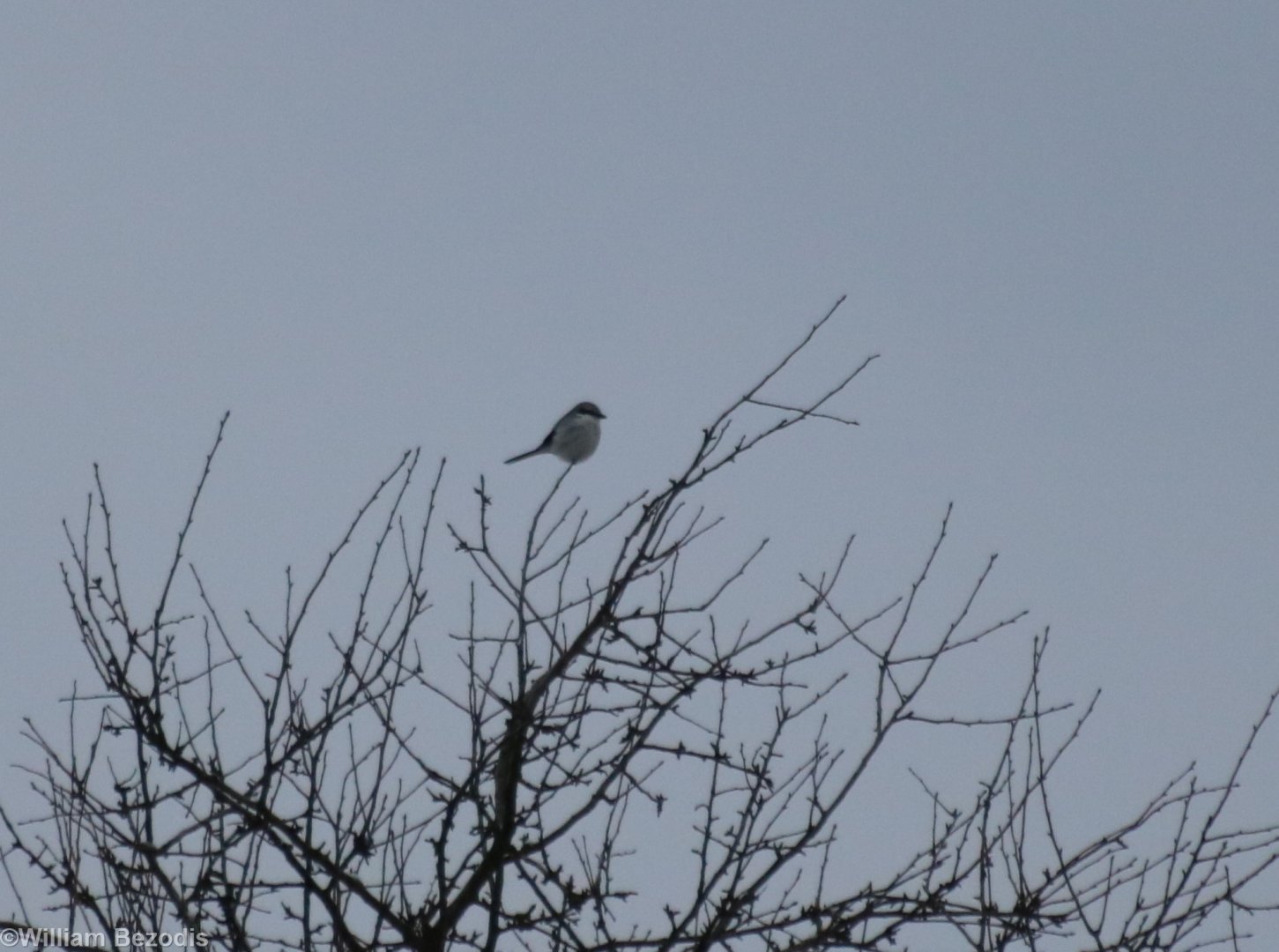 Great Grey Shrike - Bialowieza