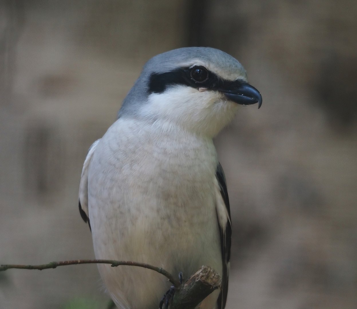Great grey shrike (Lanius excubitor), 2024-05-21