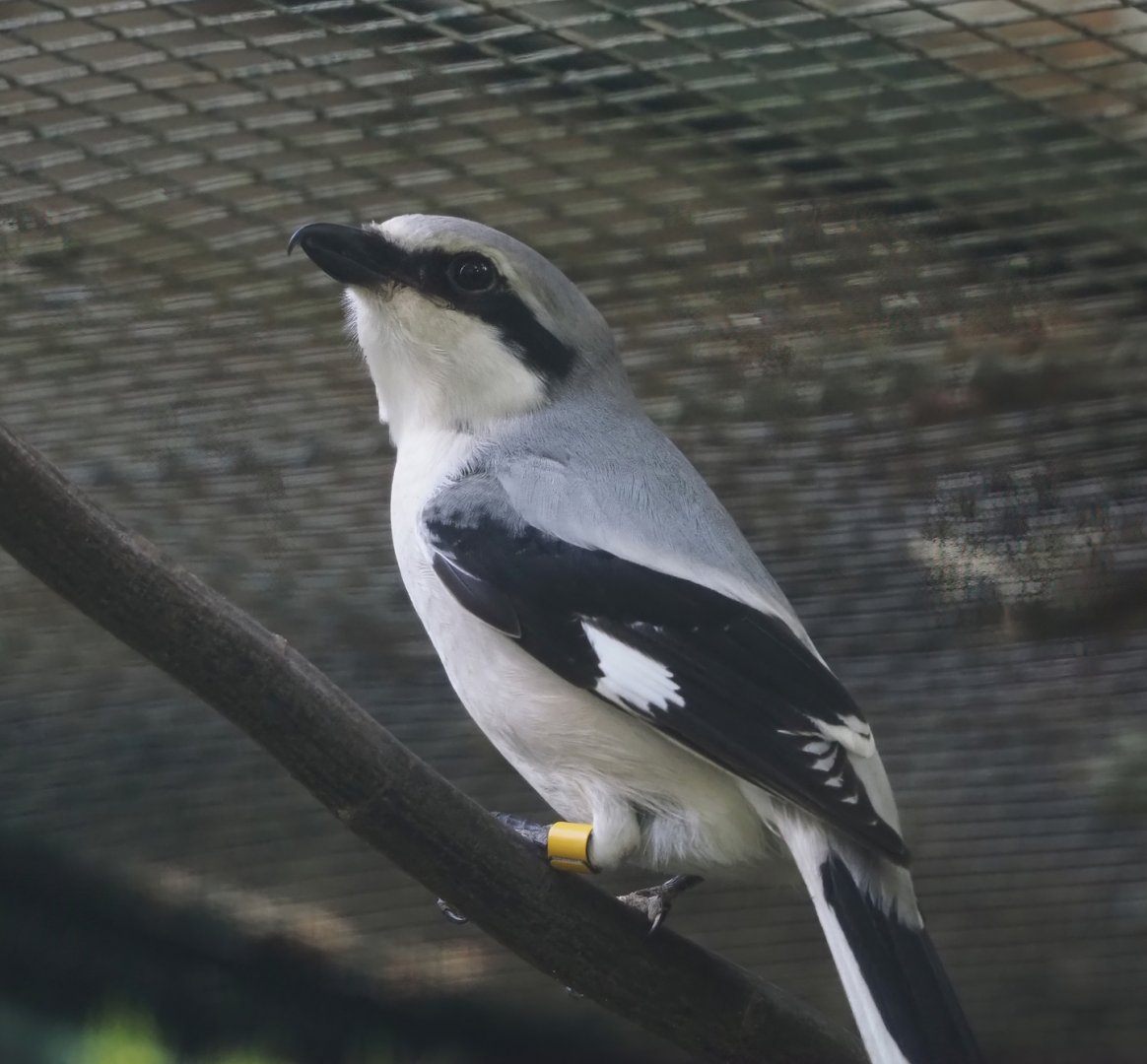 Great grey shrike (Lanius excubitor), 2024-05-24