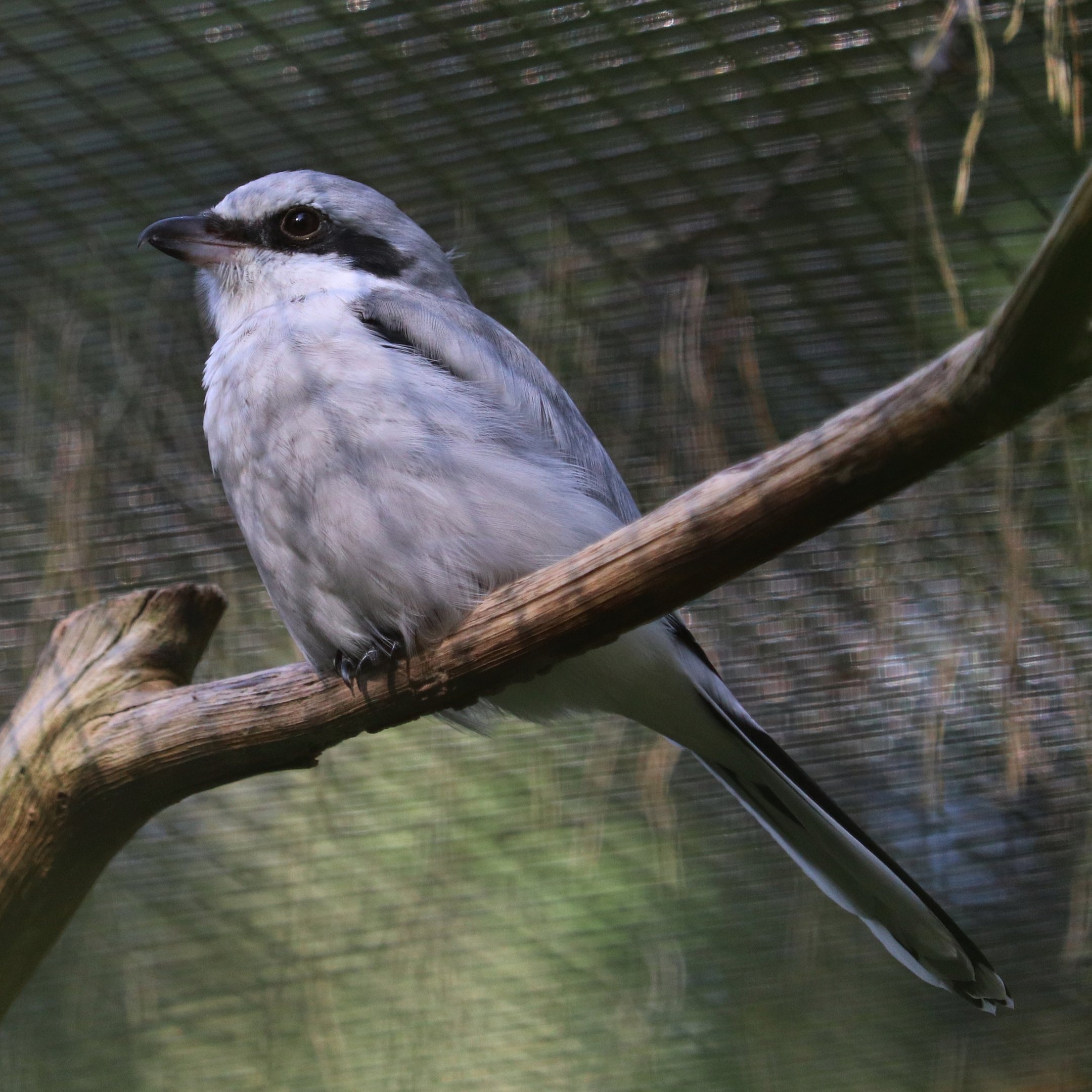 Great grey shrike (Lanius excubitor)