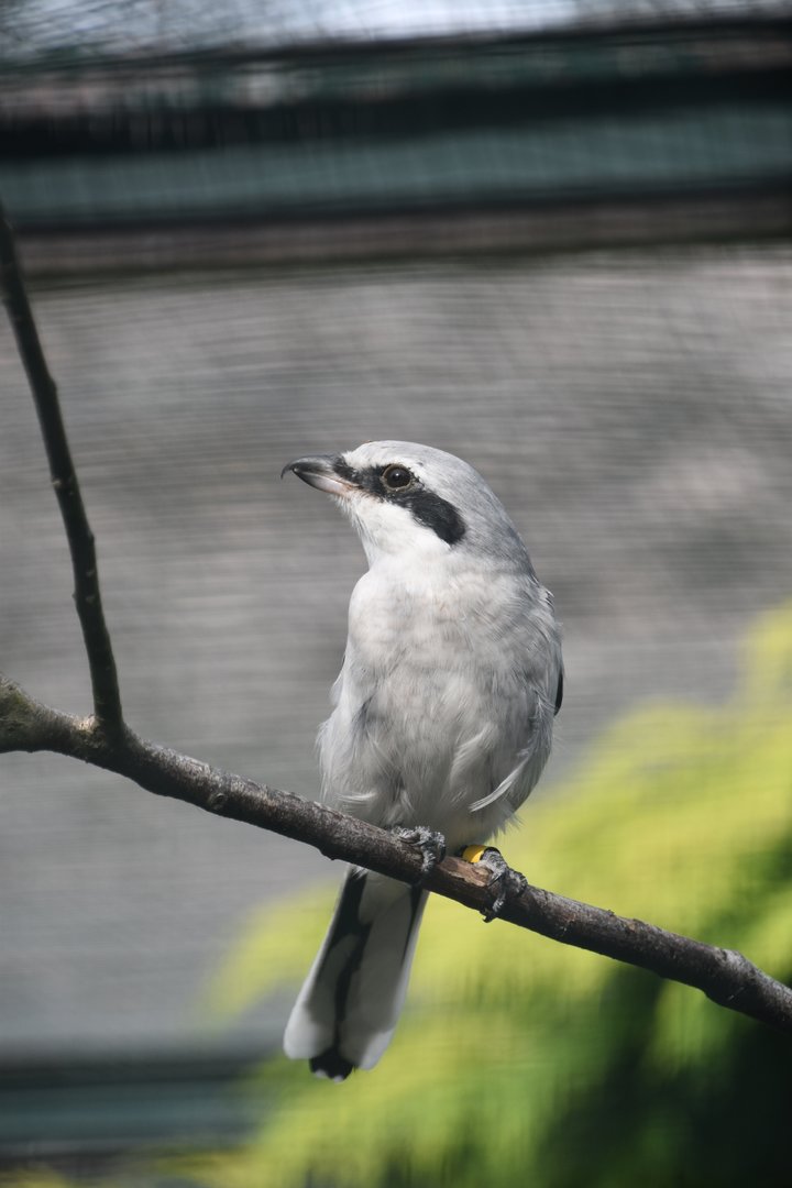 Great grey shrike, Lanius excubitor