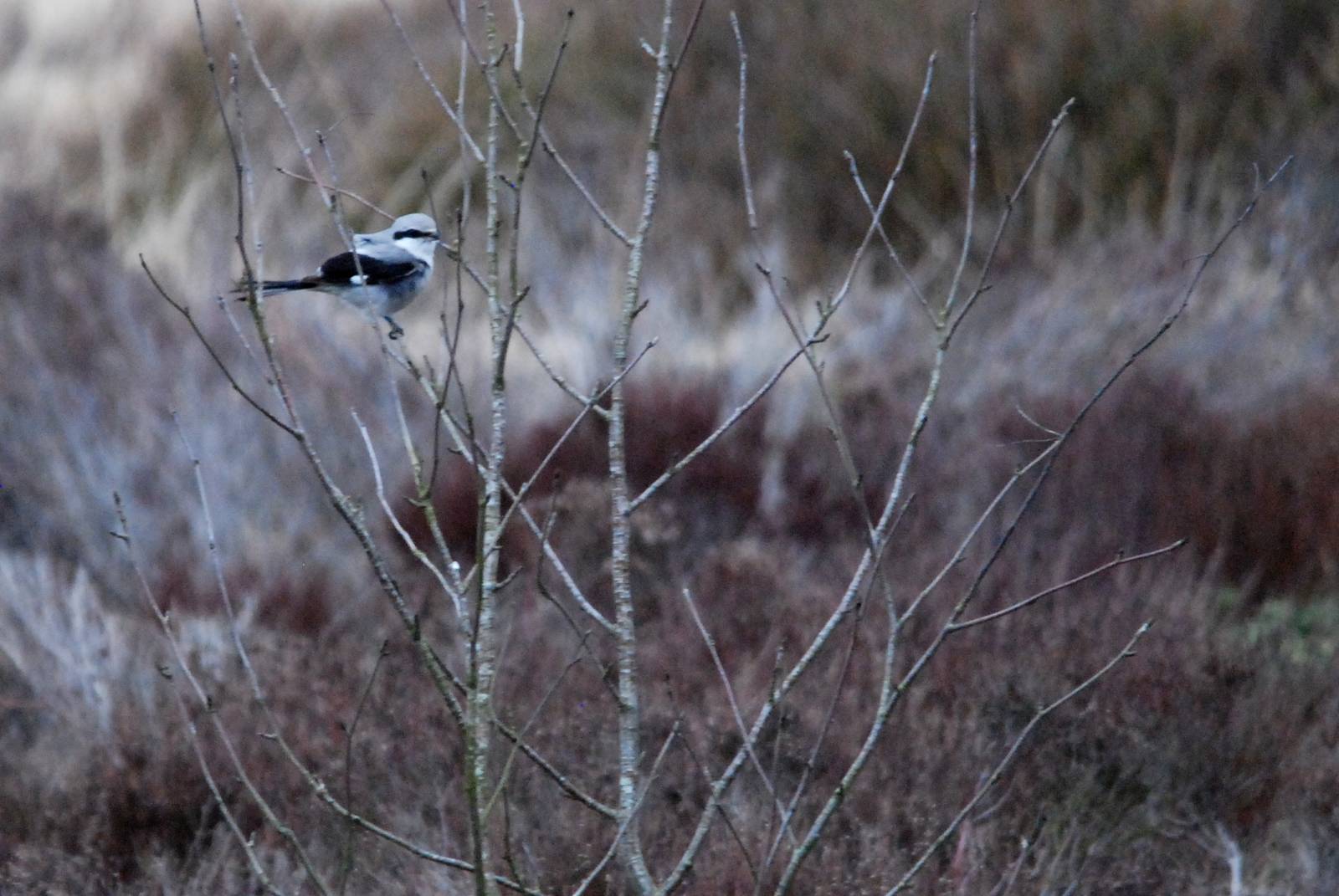 Great Grey Shrike on Beeley Moor, 28/02/15